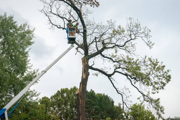 Best Fruit Tree Pruning  in Buenaventura Lakes, FL